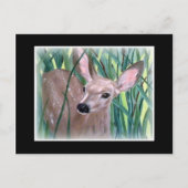 Mule Deer Fawn Postkarte (Vorderseite)