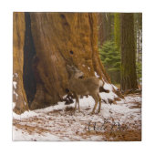 Mule Deer Fliese (Vorderseite)