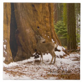 Mule Deer Fliese (Vorderseite)