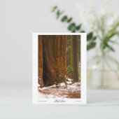 Mule Deer Foto Postcard Postkarte (Stehend Vorderseite)