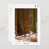 Mule Deer Foto Postcard Postkarte (Vorne/Hinten)