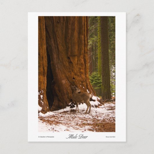 Mule Deer Foto Postcard Postkarte (Vorderseite)