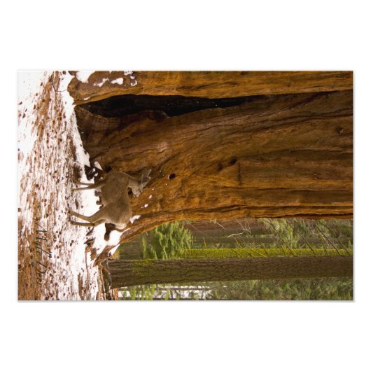 Mule Deer Fotodruck (Vorne)