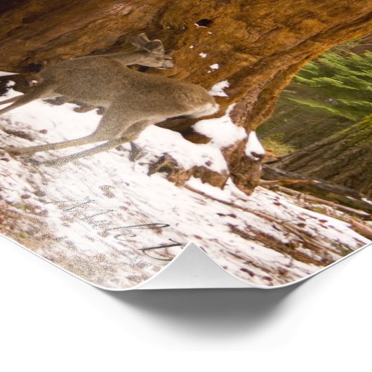 Mule Deer Fotodruck (Ecke)