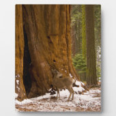 Mule Deer Fotoplatte (Vorderseite)