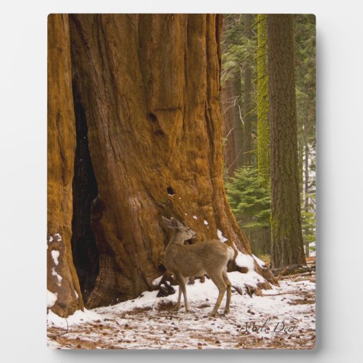 Mule Deer Fotoplatte (Vorderseite)