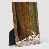 Mule Deer Fotoplatte (Seite)