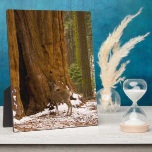 Mule Deer Fotoplatte