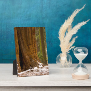 Mule Deer Fotoplatte