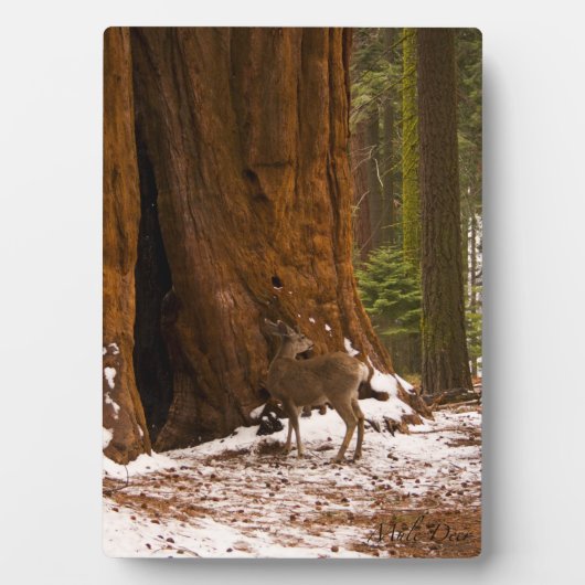 Mule Deer Fotoplatte (Vorderseite)