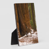 Mule Deer Fotoplatte (Seite)