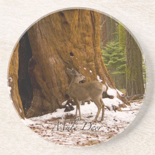 Mule Deer Getränkeuntersetzer (Vorne)