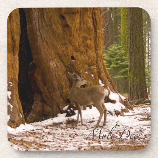 Mule Deer Getränkeuntersetzer (Vorderseite)
