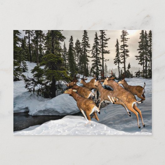 Mule Deer im Schnee / Wintersaison Postkarte (Vorderseite)
