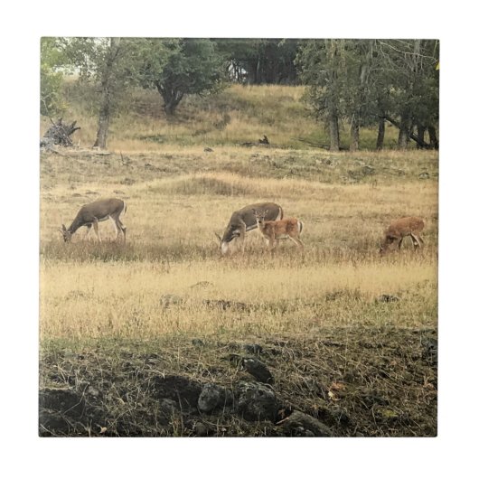 Mule Deer in a Field, Joseph, Oregon Fliese (Vorderseite)