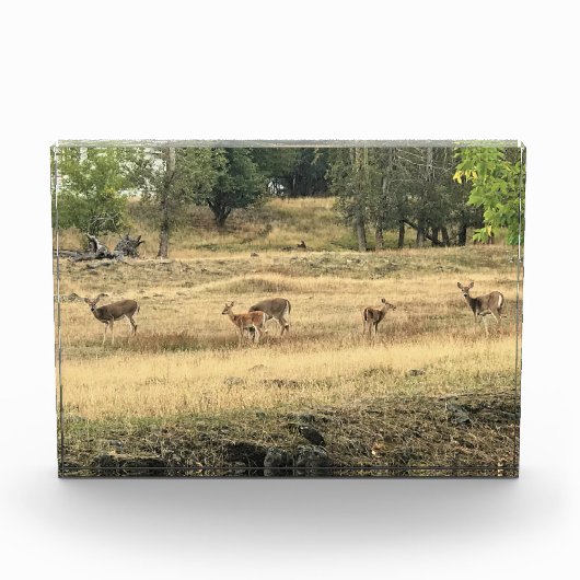 Mule Deer in a Field, Joseph, Oregon Fotoblock (Vorderseite)