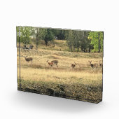 Mule Deer in a Field, Joseph, Oregon Fotoblock (Rechts)