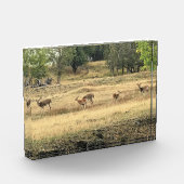 Mule Deer in a Field, Joseph, Oregon Fotoblock (Links)