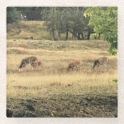 Mule Deer in a Field, Joseph, Oregon Glasuntersetzer (Vorderseite)