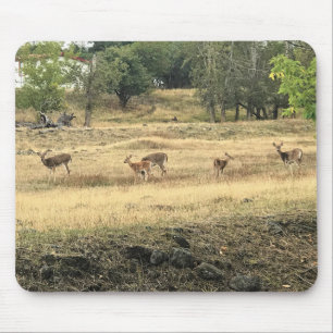 Mule Deer in a Field, Joseph, Oregon Mousepad