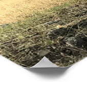 Mule Deer in a Field, Joseph, Oregon Poster (Ecke)