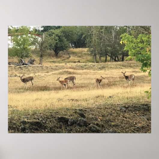 Mule Deer in a Field, Joseph, Oregon Poster (Vorne)