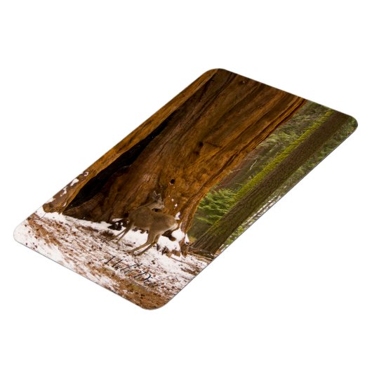 Mule Deer Magnet (Linke Seite)