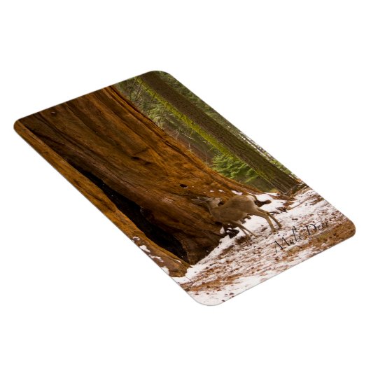 Mule Deer Magnet (Rechte Seite)