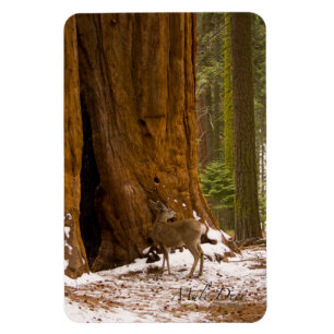 Mule Deer Magnet