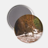Mule Deer Magnet (Vorderseite/Rückseite)