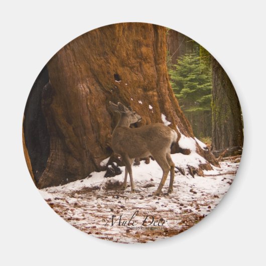 Mule Deer Magnet (Vorne)