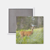 Mule Deer (Odocoileus hemionus) auf Wiese Magnet (Vorderseite/Rückseite)