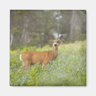 Mule Deer (Odocoileus hemionus) auf Wiese Magnet