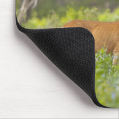 Mule Deer (Odocoileus hemionus) auf Wiese Mousepad (Ecke)