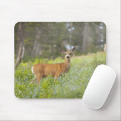 Mule Deer (Odocoileus hemionus) auf Wiese Mousepad (Mit Mouse)