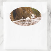 Mule Deer Ovaler Aufkleber (Tasche)