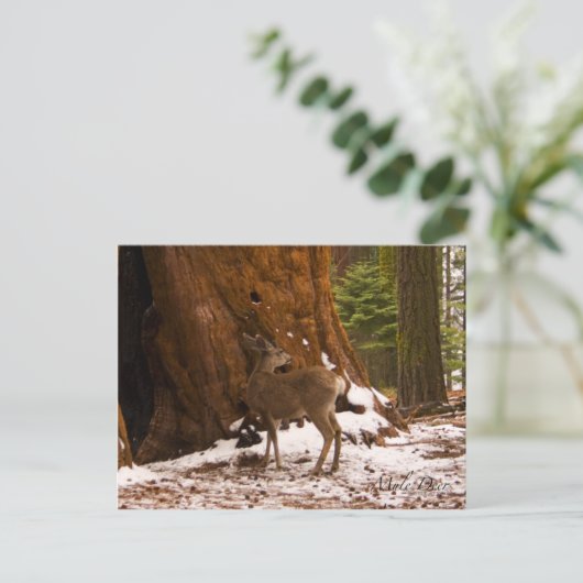 Mule Deer Postcard Postkarte (Stehend Vorderseite)