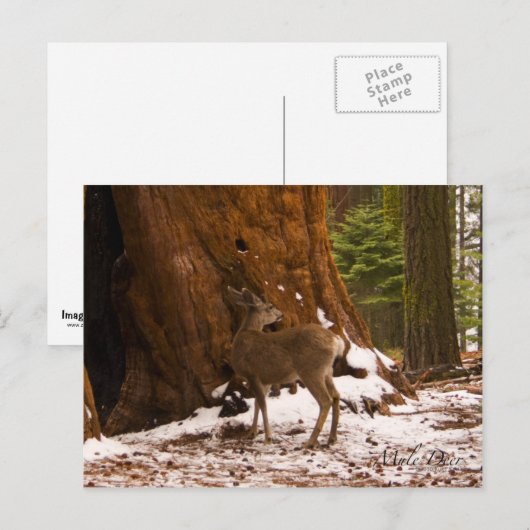 Mule Deer Postcard Postkarte (Vorne/Hinten)