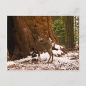 Mule Deer Postcard Postkarte (Vorderseite)
