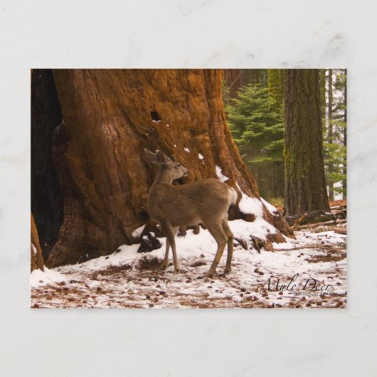 Mule Deer Postcard Postkarte (Vorderseite)