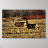 Mule Deer Poster (Vorne)