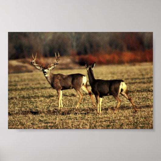 Mule Deer Poster (Vorne)
