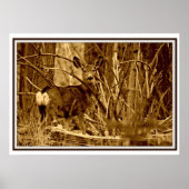 Mule Deer: Poster (Vorne)