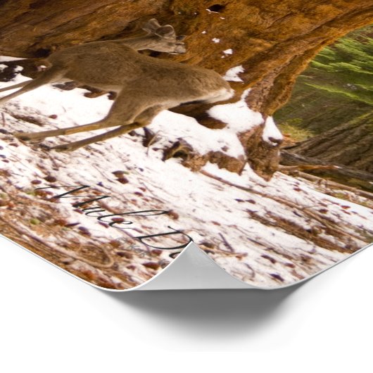Mule Deer Poster (Ecke)