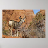 Mule Deer Poster (Vorne)
