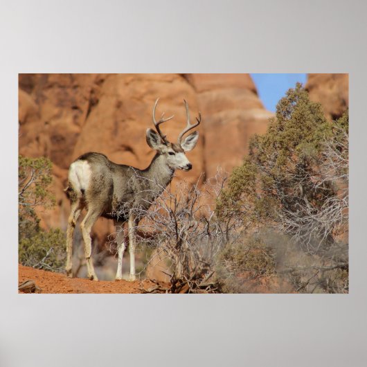 Mule Deer Poster (Vorne)