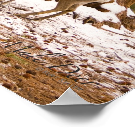 Mule Deer Poster (Ecke)