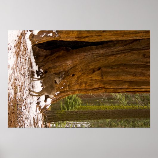 Mule Deer Poster (Vorne)