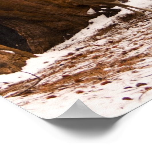 Mule Deer Poster (Ecke)