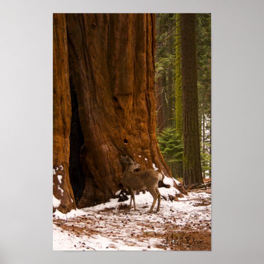 Mule Deer Poster (Vorne)